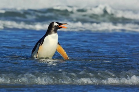 Bird in the blue waves. Gentoo penguin, water bird jumps out of the blue water while swimming