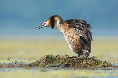 Great Crested Grebe (Podiceps cristatus) shaking its feathers, Piedmont, Italy