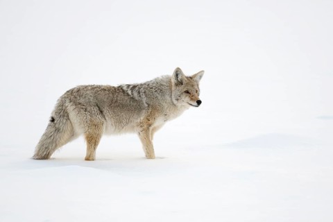 Coyote (Canis latrans) adult in snowy countryside, Yellowstone National Park, Wyoming, USA