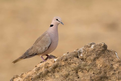 Vinaceous Dove (Streptopelia vinacea), Gambia