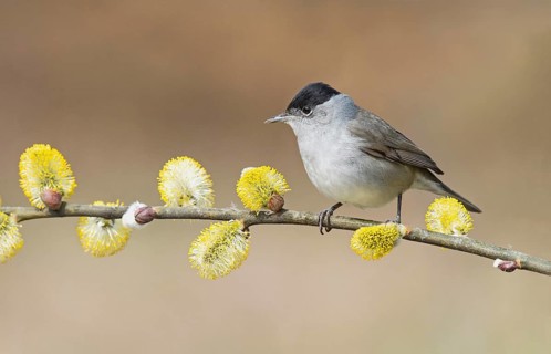 Eurasian Blackcap (Sylvia atricapilla) male perched in flowering willow tree, Aosta Valley, Italy