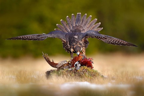 Falcon with caught kill Pheasant. Beautiful bird of prey feeding on killed big bird on the green