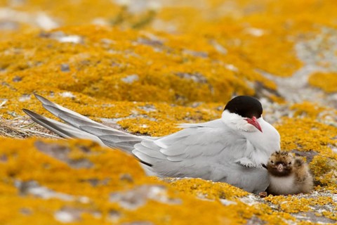 Arctic Tern (Sterna paradisaea) with chick, Farne Islands, United Kingdom
