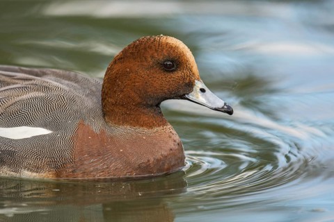 Eurasian Wigeon (Mareca penelope) male, Arizona, USA