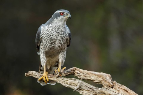 Northern Goshawk (Accipiter gentilis), adult male, Castile and Leon, Spain