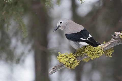 Clark's Nutcracker (Nucifraga columbiana) perched on a branch, Wyoming, USA