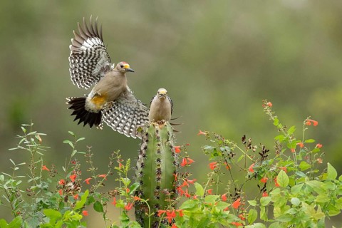 Golden-fronted Woodpecker (Melanerpes aurifrons) male approaching an cactus, Texas, USA