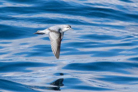 Fairy Prion (Pachyptila turtur) flying, Victoria, Australia