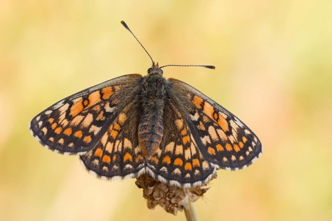 Meadow Fritillary (Melitaea parthenoides), female butterfly resting on flower, Baden-Wuerttemberg,