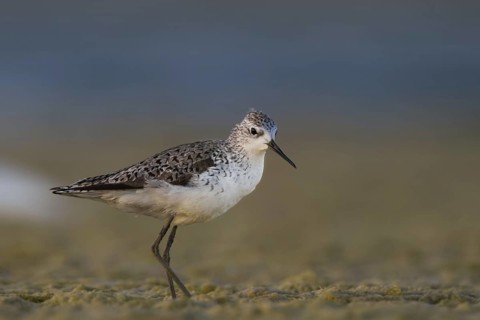 Marsh Sandpiper (Tringa stagnatilis), Oman