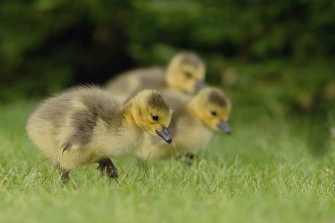 Canada Goose (Branta canadensis) chick, North Rhine-Westphalia, Germany