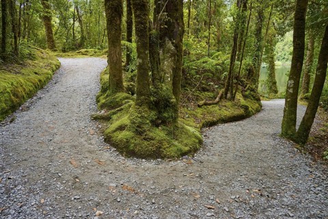 A fork in the road splits in two directions, surrounded by dense, moss-covered forests, summer,
