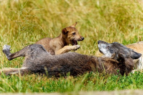 A wolf pup playfully jumps on a lying wolf on a green meadow, Timberwolf, wolf, American wolf,