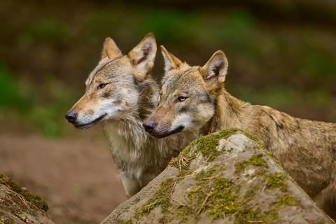 Wolf (Canis lupus), two wolves standing next to each other behind a rock, Germany