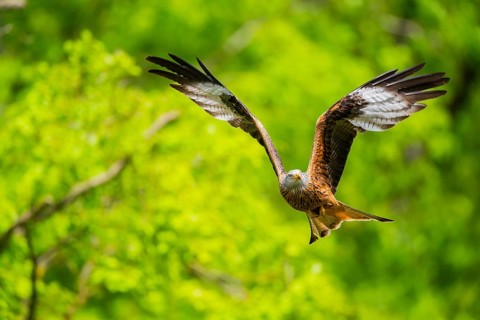 Red kite (Milvus milvus) flying in a forest in early summer, Bavaria, Germany
