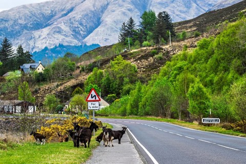 Goats over Invershiel, Loch Duich, Scotland, UK