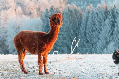 A brown alpaca (Vicugna pacos) stands in the early morning light on a frozen meadow in hilly