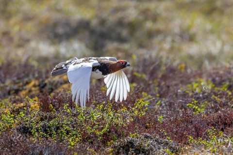 Willow ptarmigan, willow grouse (Lagopus lagopus, Lagopus albus) male, cock in summer plumage