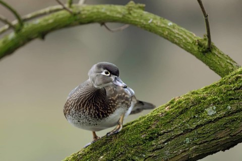 The female... Brown duck (Aix sponsa) sitting in a tree, North American duck species that has
