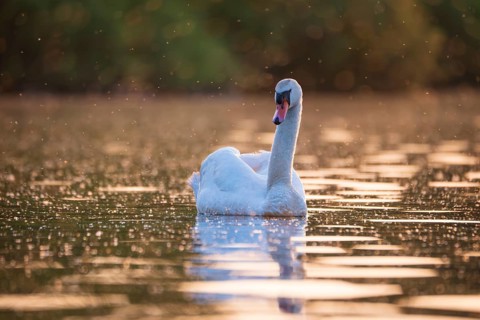 A Mute Swan (Cygnus olor) swims on the Steinhuder Meer in the golden evening light and is swarmed