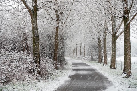 Winter walk in heavy snowfall... Meerbusch (Rhineland), poplar avenue in winter, local nature,
