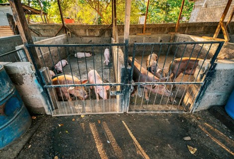 Indian pigs and farmers in a home-based pig farm