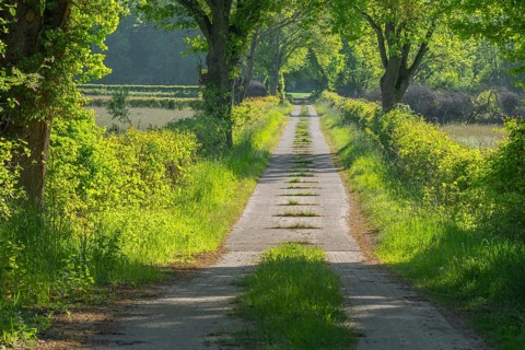 View along a farm track, Heidekreis, Bad Fallingbostel, Leine Aller Tal, Lower Saxony, Germany