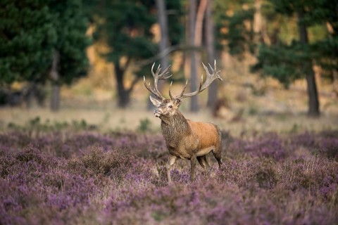 Majestic stag... Red deer (Cervus elaphus), capital stag in the midst of blooming heath,
