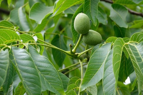 Walnut tree with walnuts, July, Germany