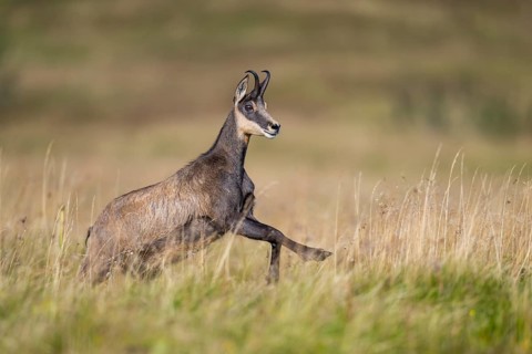 Chamois (Rupicapra rupicapra) on a meadow in the Vosges Mountains, wildlife, France
