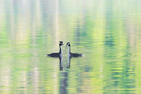 Courtship of a pair of great crested grebes (Podiceps cristatus) on a lake with intense green