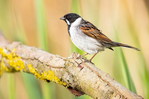 Reed bunting (Emberiza schoeniclus) ml Germany