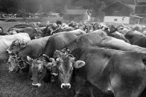 Allgäu cows with jewellery bells gather for the cattle seperation, Hinterstein, Bad Hindelang,