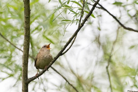 A wren (Troglodytes troglodytes) sits on a branch in the green foliage and sings, Hesse, Germany
