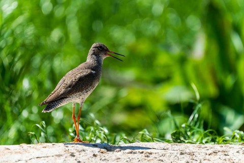 Bird with closed wings standing quietly on a rock in the countryside, Redshank, (Tringa totanus),