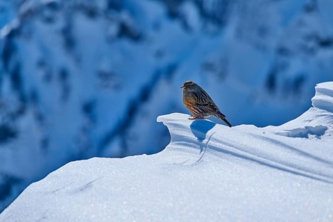 Alpine accentor (Prunella collaris), a bird resting on a snowy mountain edge in a lonely winter