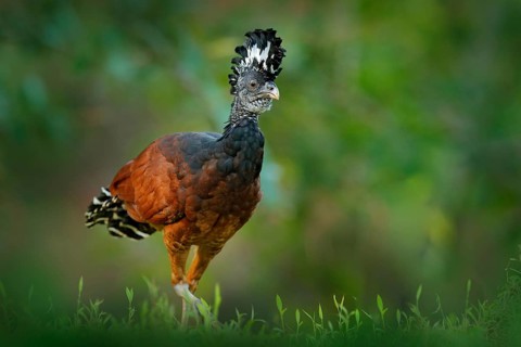 Great Curassow, Crax rubra, big black bird with yellow bill in the nature habitat, Costa Rica.