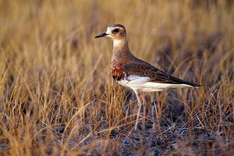 Oriental Plover (Charadrius veredus), Western Australia, Australia