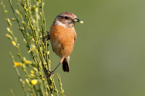 European Stonechat (Saxicola rubicola) female perched on broom with insect in beak, Saxony-Anhalt,
