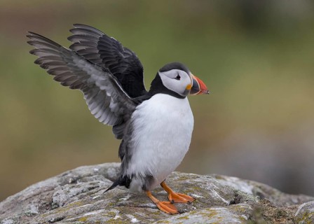 Atlantic Puffin (Fratercula arctica) flapping wings, Scotland, United Kingdom