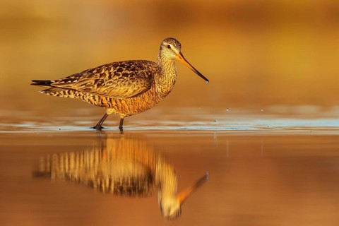 Hudsonian Godwit (Limosa haemastica) in a pond in the tundra near Churchill, Manitoba, Canada