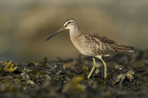 Short-billed Dowitcher (Limnodromus griseus), British Columbia, Canada