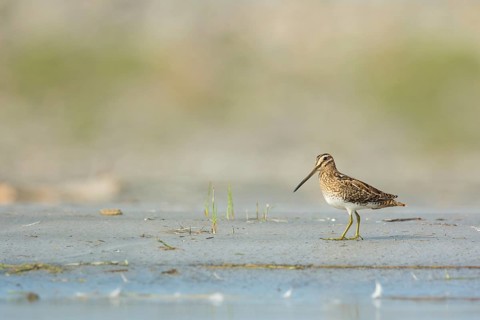 Common Snipe (Gallinago gallinago) foraging, Vorarlberg, Austria