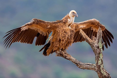 Gänsegeier, Eurasian Griffon Vulture, Griffon Vulture, Eurasian Griffon, Gyps fulvus, Vautour