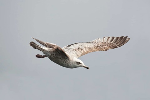 European Herring Gull (Larus argentatus) flying, Baltic Sea, Germany