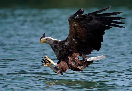 White-tailed Eagle (Haliaeetus albicilla) striking at fish, Mecklenburg-Western Pomerania, Germany