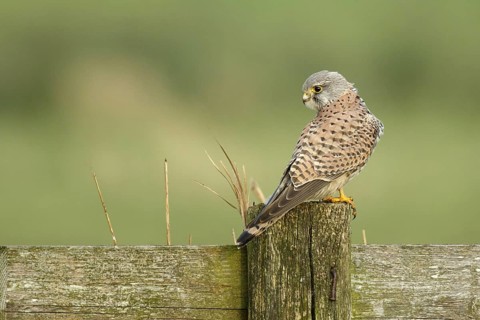 Torenvalk op landelijk hek; Common Kestrel on national fence;