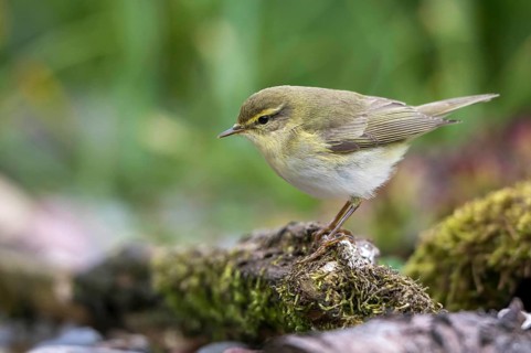 Willow Warbler (Phylloscopus trochilus) at little stream, Mecklenburg-Western Pomerania, Germany