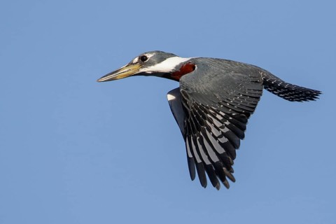 Ringed Kingfisher (Ceryle torquata) flying in the Pantanal region of Brazil