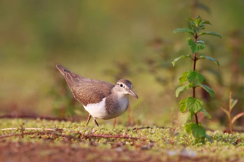 Common Sandpiper (Actitis hypoleucos) foraging, North Rhine-Westphalia, Germany